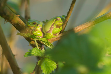 Two european tree frogs (Hyla arborea) in sunlight on branch of blackberry bush.