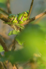 Two european tree frogs (Hyla arborea) in sunlight on branch of blackberry bush.