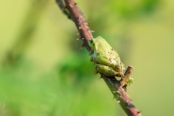European tree frog (Hyla arborea) on stem of blackberry bush.