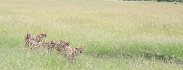 Cheetahs Ready for Hunt