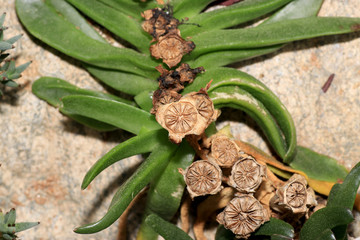 Succulents are succulent plants that are adapted to special climatic and soil conditions
