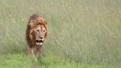 Simba _ Lion Close Up !