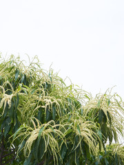 栗の花　満開