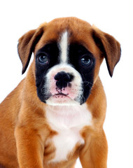 Portrait of a adorable boxer puppy