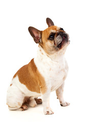 Portrait in Studio of a cute bulldog