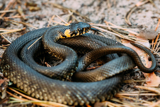 Grass Snake Or Natrix Natrix Adder Head Raising Defensiveness In Forest