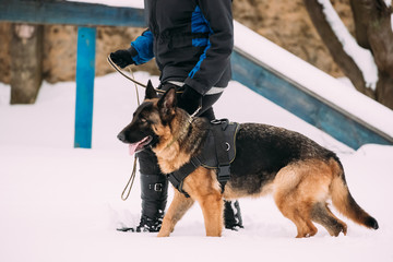 German Shepherd Dog Walking Near Owner During Training. Winter Season