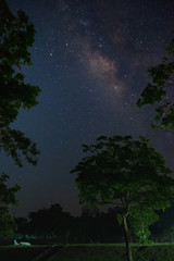 Naklejka premium The milky way galaxy with trees foreground in the night sky.