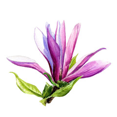 Magnolia branch painted in watercolor.