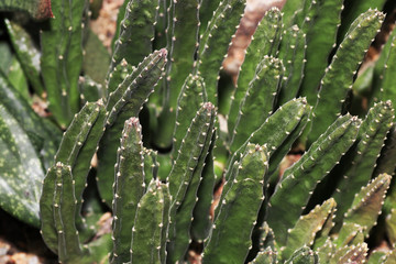 Fototapeta premium Succulents are succulent plants that are adapted to special climatic and soil conditions 