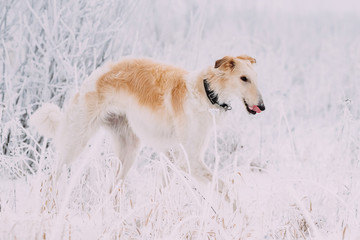 Fototapeta na wymiar Russian Wolfhound Hunting Sighthound Russkaya Psovaya Borzaya Dog