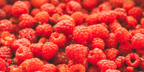 Fresh Red Sweet Berries Raspberries Background.