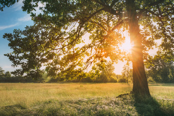 Sun Shining Through Greenery Oak Foliage In Green Park. Summer Sunny Forest