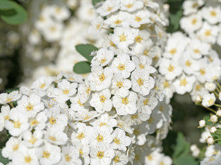 Blühender Spierstrauch, Spiraea arguta