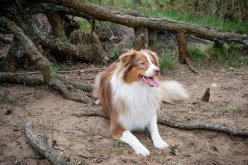 Australian Shepherd