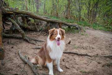 Australian Shepherd