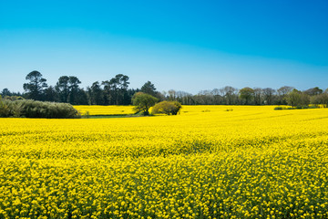 Blühender Raps im Frühjahr in der Bretagne in Frankreich