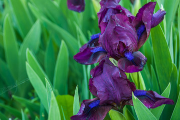 Spring flowers, purple irises in the garden © eliosdnepr