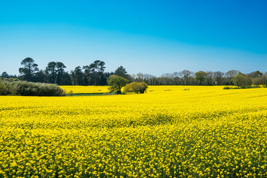 Bl&uuml;hender Raps im Fr&uuml;hjahr in der Bretagne in Frankreich