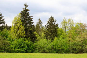Fototapeta na wymiar foresta in Slovenia