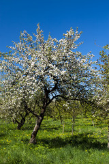 Blooming apple trees in the spring garden