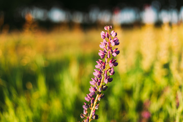 Wild Flowers Lupine In Summer Field Meadow. Close Up. Copyspace.