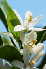 Mandarin orange blossoms