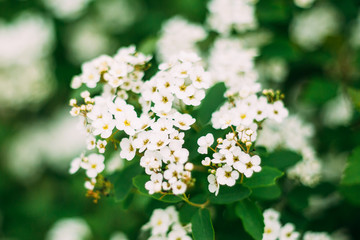 White Spirea Flowers Blooming On Bush At Spring