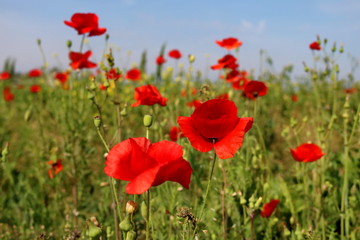 Fototapeta na wymiar Beautiful Red poppies in field