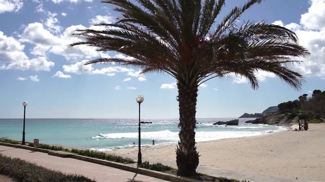 Sommer Strand Palme Urlaub Spanien Mallorca