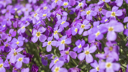 Beautiful purple Aubrieta (commonly known as Aubretia) blooming in the sunshine and cascading over rocks in a traditional English garden
