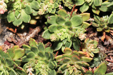 Succulents are succulent plants that are adapted to special climatic and soil conditions
