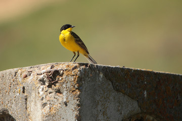 Motacilla flava / Yellow Wagtail in natural habitat