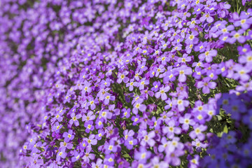 Obraz premium Beautiful purple Aubrieta (commonly known as Aubretia) blooming in the sunshine and cascading over rocks in a traditional English garden