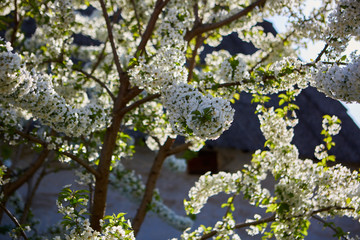 cherry blossoms in the yard