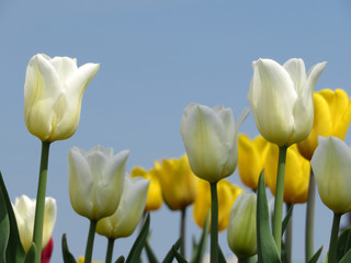 Fototapeta premium White and yellow tulips against a clear blue sky
