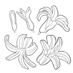 Obraz premium coloring is hyacinth spring flower. illustration