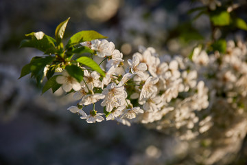 cherry blossoms in the yard