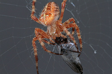 Kreuzspinne