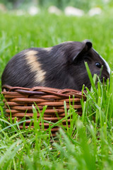 Little guinea pig in the grass