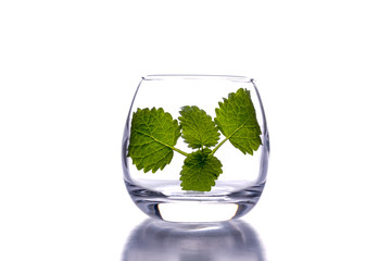  melissa in a glass on a white background