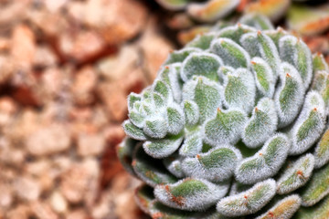 Succulents are succulent plants that are adapted to special climatic and soil conditions
