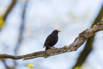one male black bird (turdus merula) sitting on branch