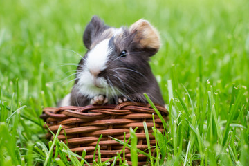 Little guinea pig in the grass