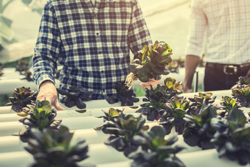 farmer inspecting hydroponic farm and observing growth vegetable Meticulously after delivered to the customer