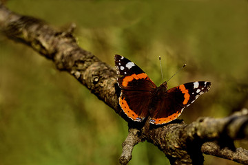 black orange butterfly