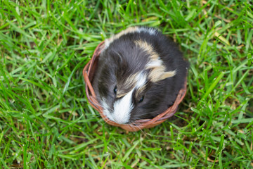 Little guinea pig in the grass