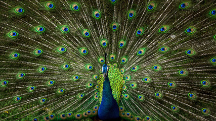 Obraz premium Peacock