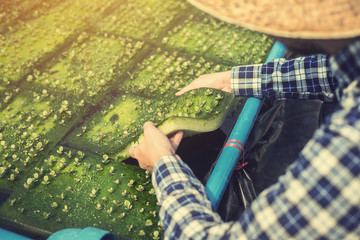 farmer inspecting hydroponic farm and observing growth vegetable Meticulously after delivered to...