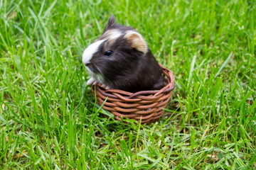 Little guinea pig in the grass
